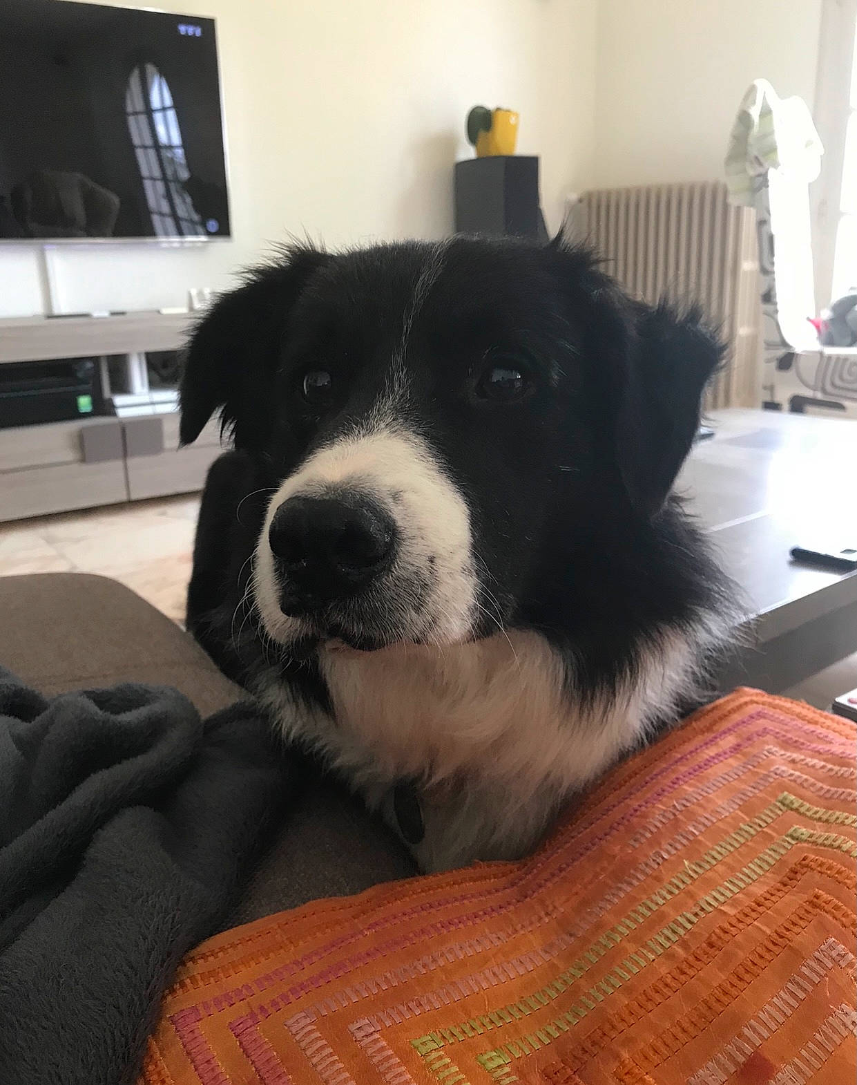 Roller a rejoint le concours — aidez-le/la à gagner de superbes lots ! border_collie, canidae, carnivore, chair, comfort, companion_dog, dog, dog_breed, flooring, fur, herding_dog, home_appliance, mammal, snout, television, terrestrial_animal, vertebrate, whiskers, working_animal, working_dog