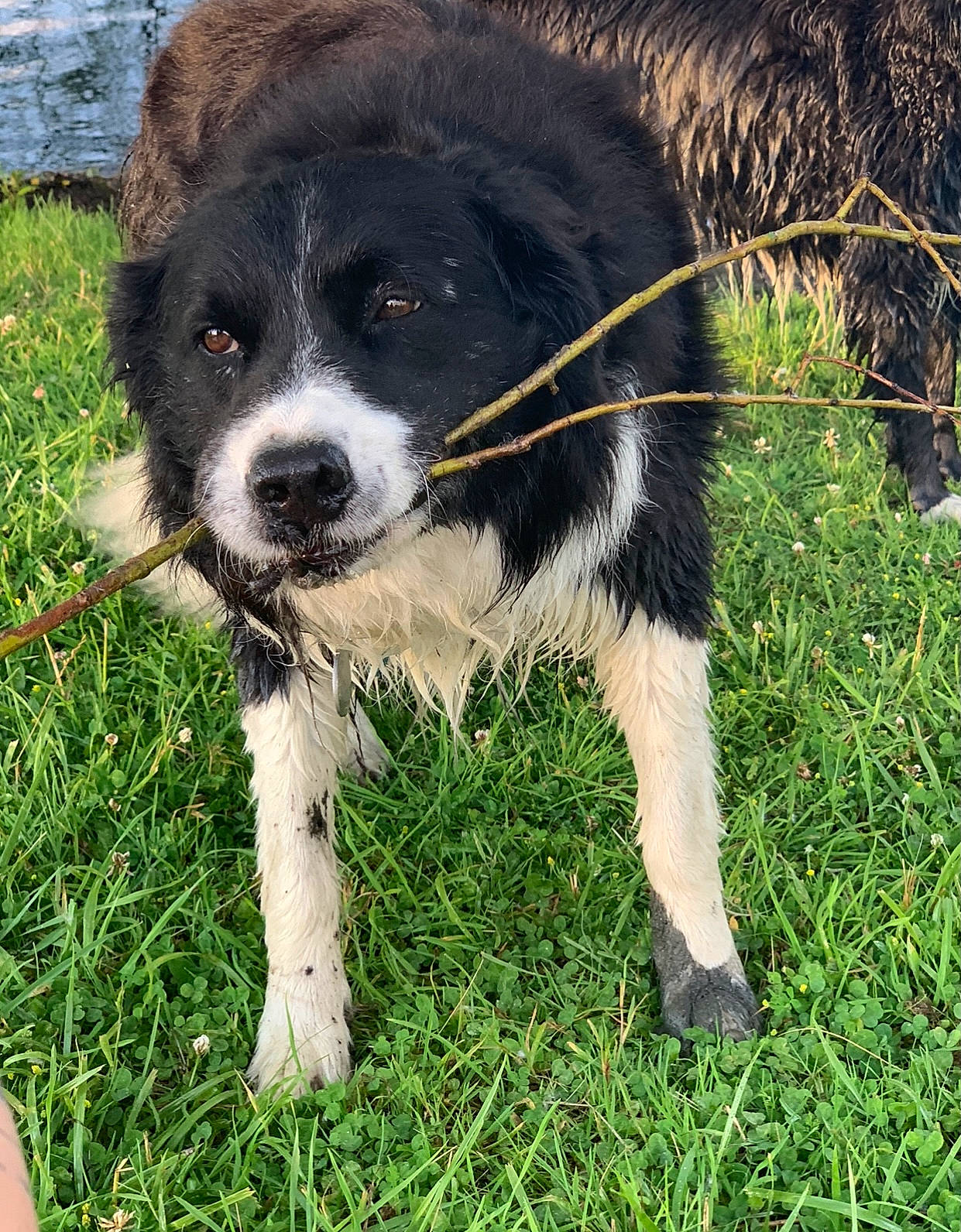 Roller a rejoint le concours — aidez-le/la à gagner de superbes lots ! canidae, carnivore, companion_dog, dog, dog_breed, fur, grass, gun_dog, herding_dog, hunting_dog, plant, puppy, snout, sporting_group, tail, terrestrial_animal, water, whiskers, working_animal, working_dog