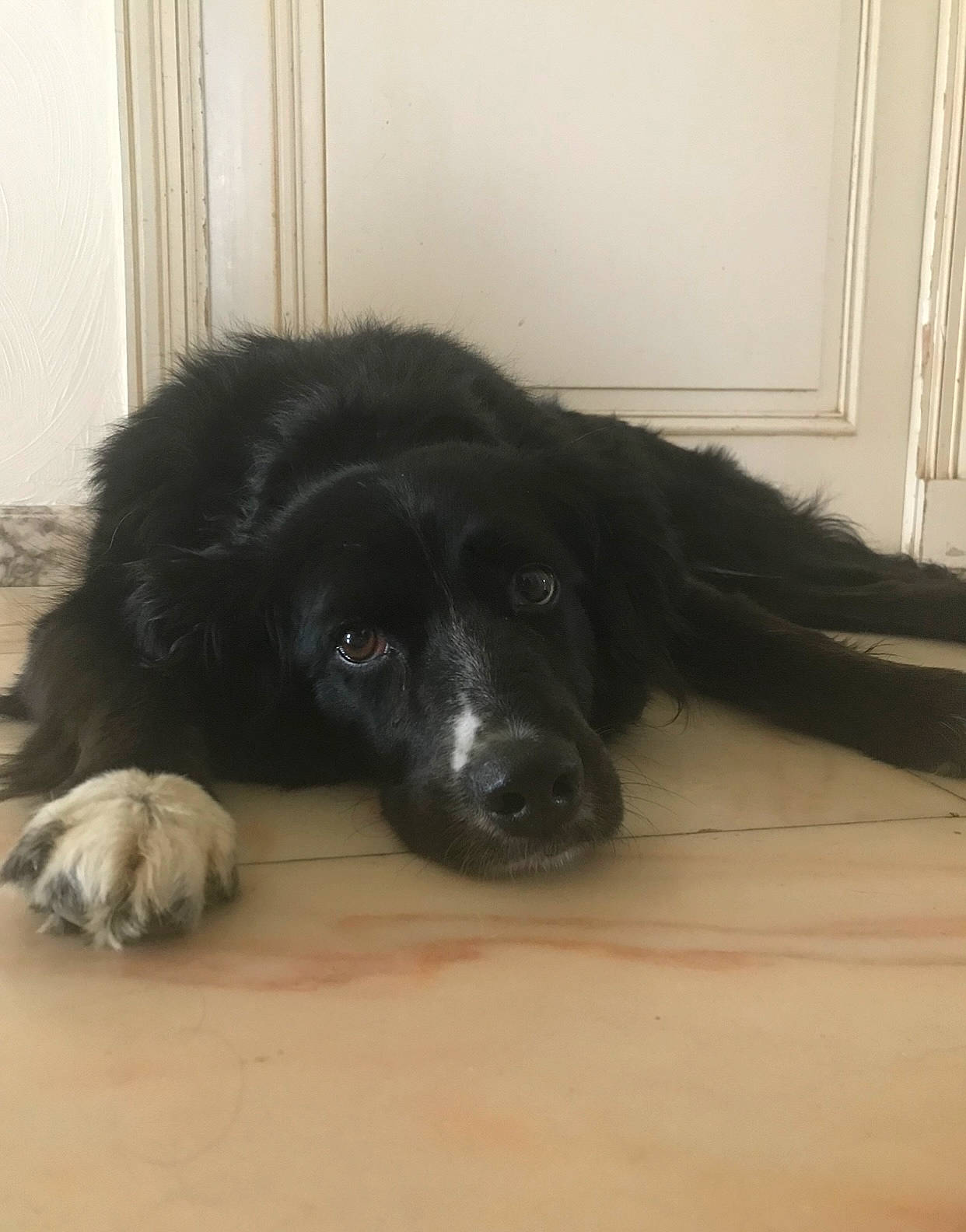 Gaïa participe au concours pour gagner de l'argent avec cette photo : borador, bored, canidae, carnivore, comfort, companion_dog, dog, dog_breed, floor, flooring, fur, gun_dog, hardwood, mammal, vertebrate, whiskers, wood, wood_flooring, working_animal, working_dog