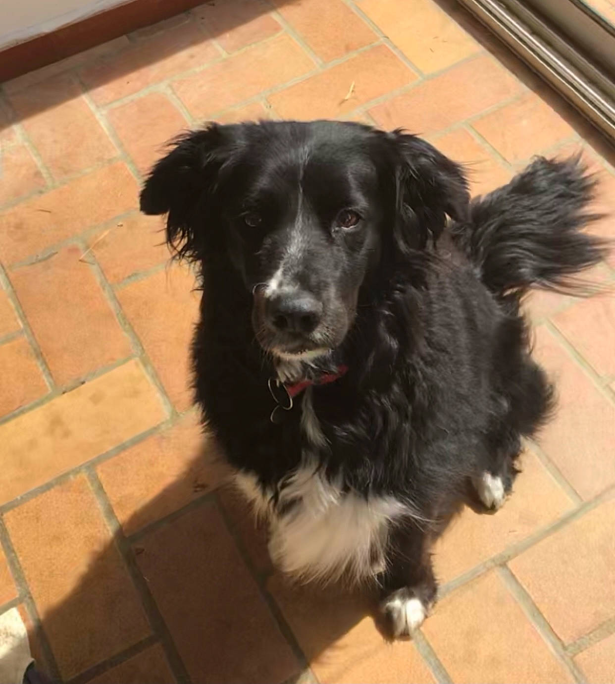 Gaïa a rejoint le concours — aidez-le/la à gagner de superbes lots ! borador, canidae, carnivore, collar, companion_dog, dog, dog_breed, dog_collar, floor, flooring, fur, gun_dog, liver, snout, spaniel, sporting_group, tail, working_animal, working_dog