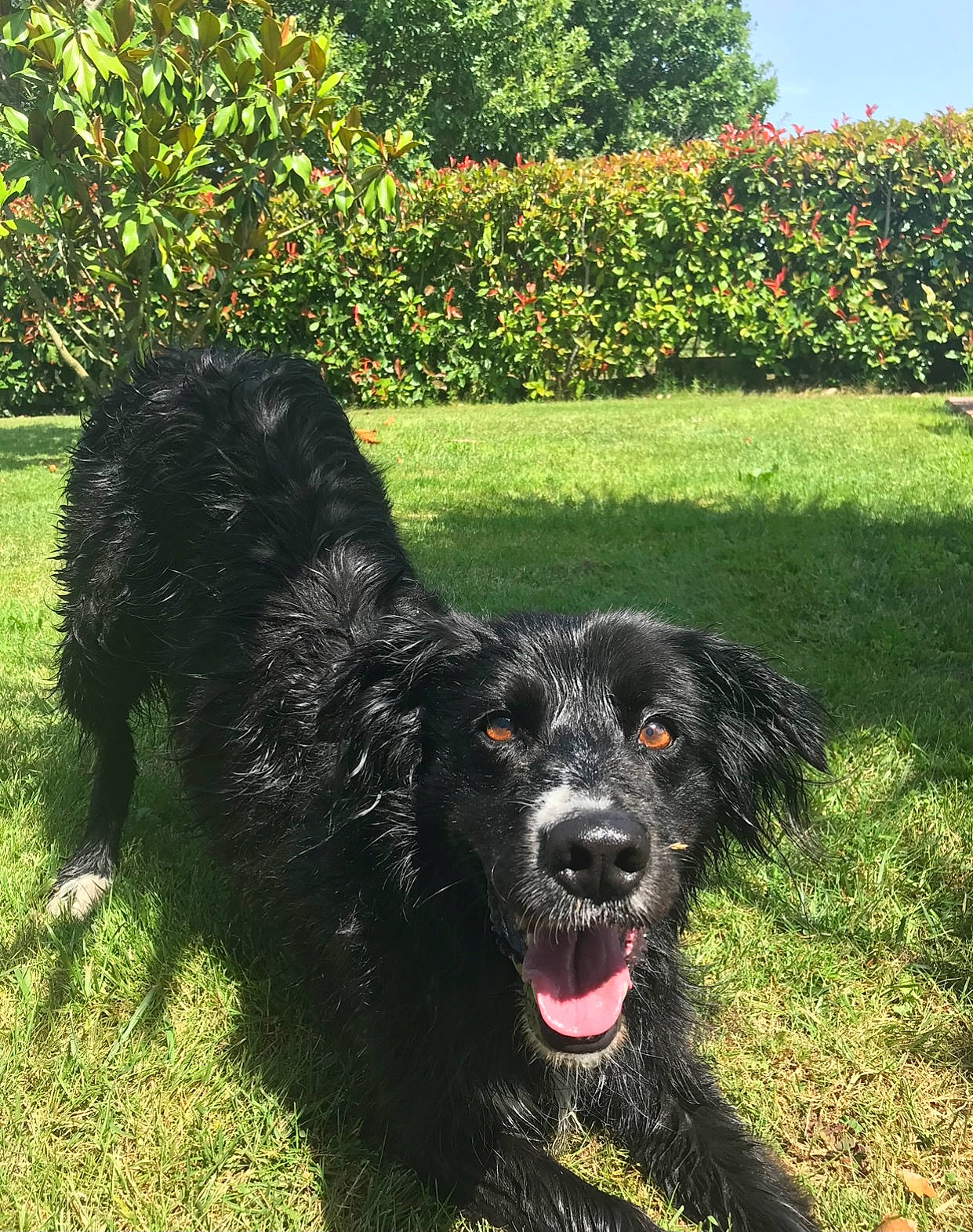 Gaïa a rejoint le concours — aidez-le/la à gagner de superbes lots ! canidae, carnivore, collar, companion_dog, dog, dog_breed, dog_collar, flower, grass, gun_dog, liver, plant, sky, snout, spaniel, sporting_group, tail, tree, water_dog, working_animal