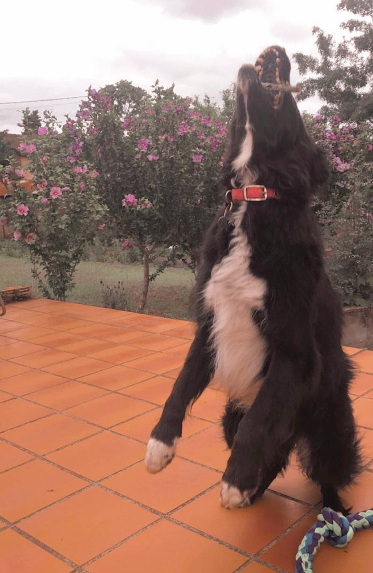 Gaïa a rejoint le concours — aidez-le/la à gagner de superbes lots ! border_collie, canidae, carnivore, cloud, companion_dog, dog, dog_breed, flooring, fun, fur, herding_dog, landscape, leisure, plant, sky, sporting_group, tail, tree, working_dog