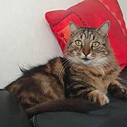 Pépère a rejoint le concours — aidez-le/la à gagner de superbes lots ! cat, tabby, pet, animal, feline, indoor, couch, leather, red_pillow, fur, whiskers, ears, eyes, relaxed, domestic, resting, comfortable, closeup, household, mammal