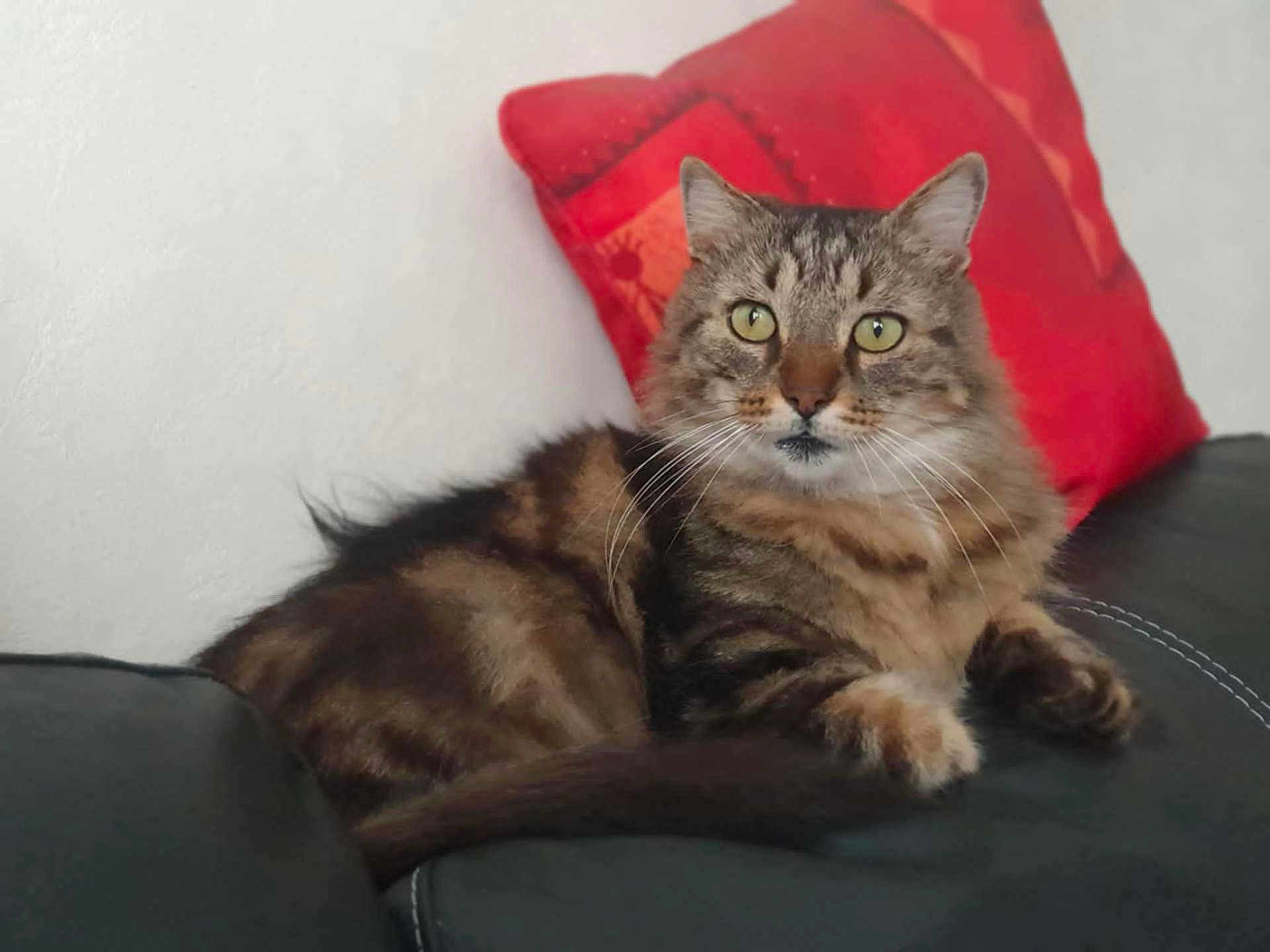 Pépère a rejoint le concours — aidez-le/la à gagner de superbes lots ! cat, tabby, pet, animal, feline, indoor, couch, leather, red_pillow, fur, whiskers, ears, eyes, relaxed, domestic, resting, comfortable, closeup, household, mammal