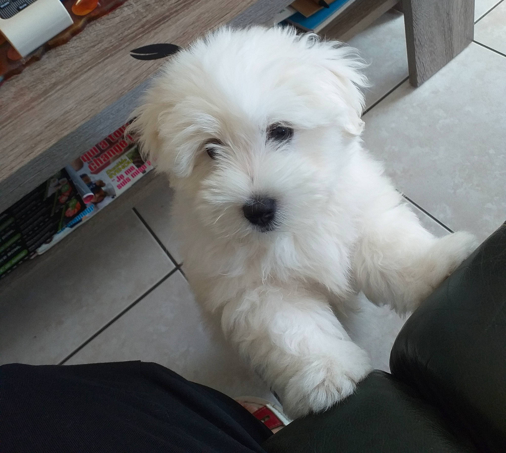 Tiago participe au concours pour gagner de l'argent avec cette photo : canidae, carnivore, companion_dog, dog, dog_breed, flooring, fur, hardwood, maltepoo, non_sporting_group, poodle_crossbreed, shih_poo, small_terrier, sporting_group, terrier, toy_dog, varnish, wood, working_animal