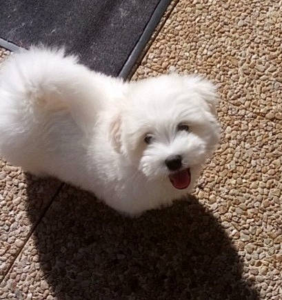 Tiago a rejoint le concours — aidez-le/la à gagner de superbes lots ! canidae, carnivore, companion_dog, dog, dog_breed, fur, grass, maltepoo, non_sporting_group, snout, sporting_group, tail, terrestrial_animal, toy_dog, working_animal