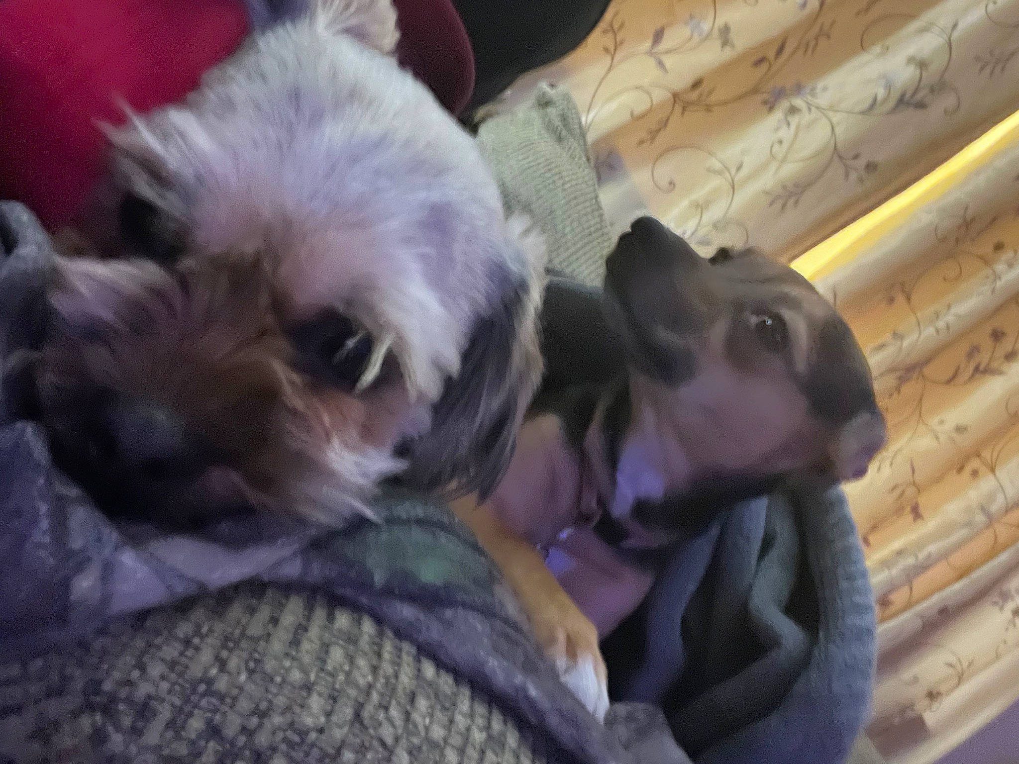 Louise Matlock is registered to the contest to win money with this photo: canidae, carnivore, chinese_crested_dog, companion_dog, dog, dog_breed, dog_clothes, dog_supply, ear, fawn, fur, liver, pet_supply, small_terrier, snout, sporting_group, terrier, toy_dog, whiskers, working_animal