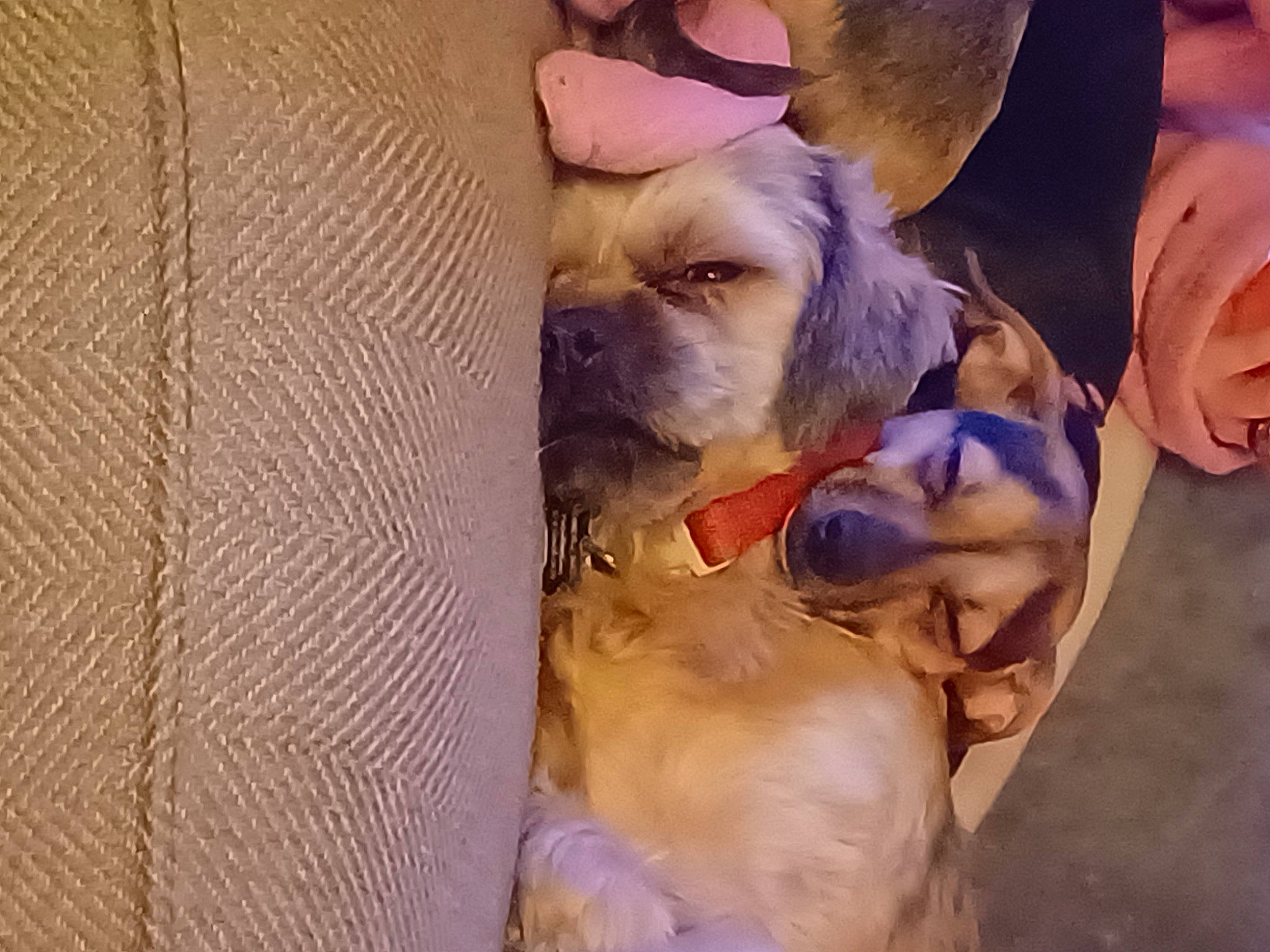 Louise Matlock is registered to the contest to win money with this photo: canidae, carnivore, comfort, companion_dog, dog, dog_breed, dog_clothes, dog_collar, dog_supply, fawn, fur, giant_dog_breed, non_sporting_group, puppy_love, snout, sporting_group, toy_dog, working_animal, wrinkle