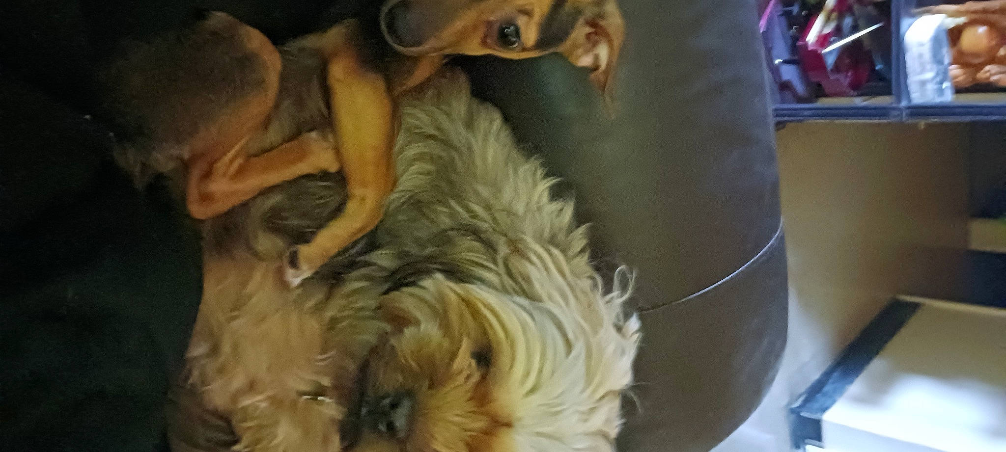 Homer .jay.matlock joined the competition — help win amazing prizes! ancient_dog_breeds, canidae, carnivore, companion_dog, dog, dog_breed, felidae, fur, giant_dog_breed, non_sporting_group, small_terrier, sporting_group, terrier, toy_dog