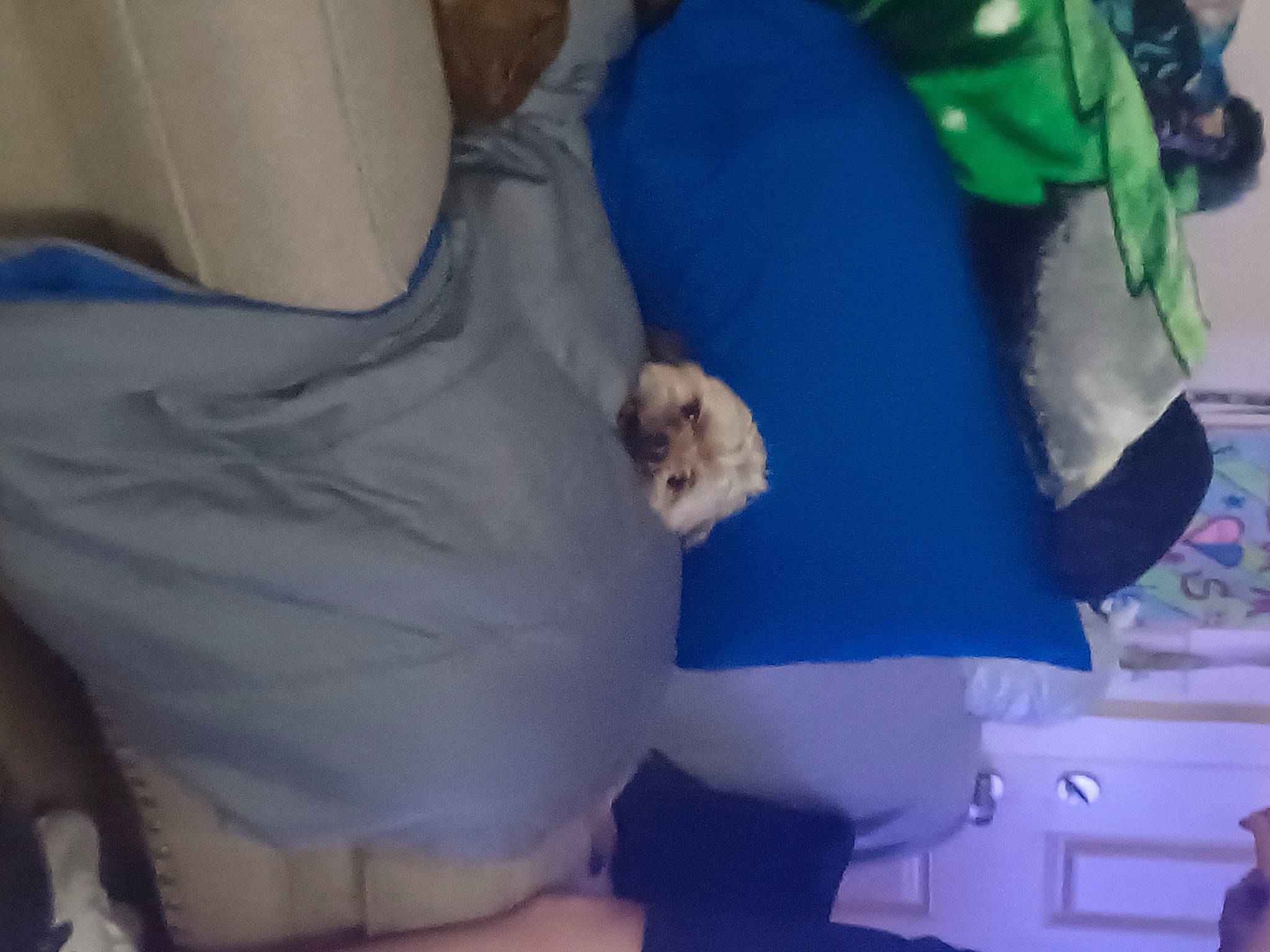 Homer .jay.matlock joined the competition — help win amazing prizes! canidae, cat, child, comfort, companion_dog, electric_blue, felidae, fur, human_leg, nail, room, small_to_medium_sized_cats, sporting_group, stuffed_toy, t_shirt, teddy_bear, wrist