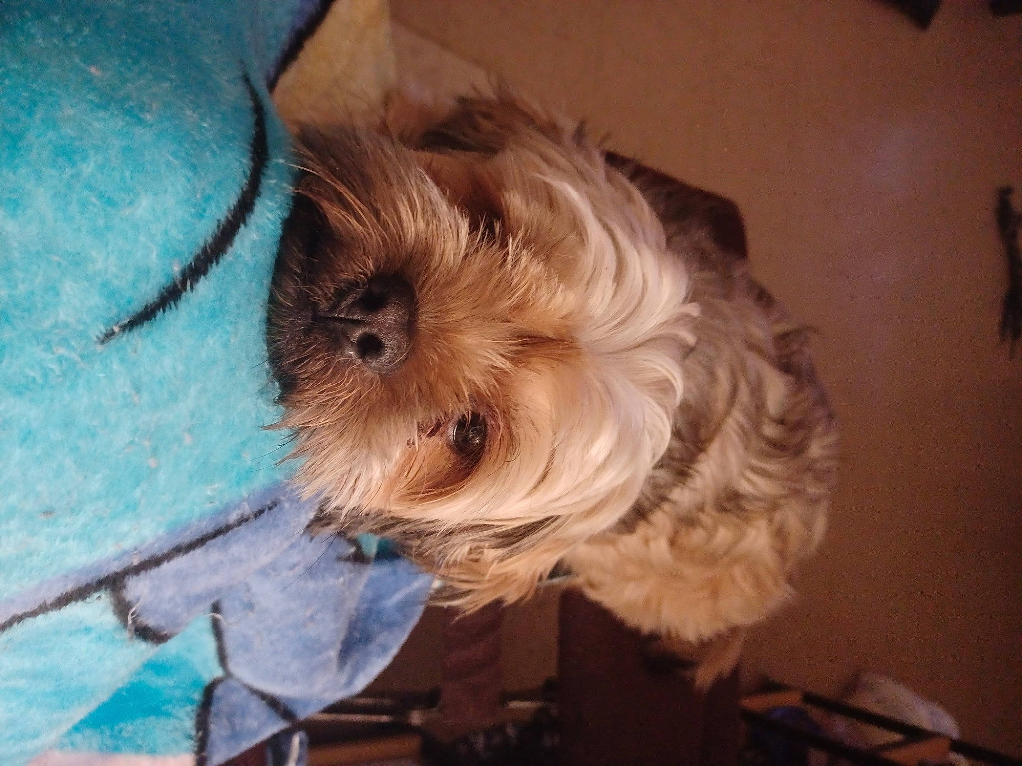 Homer .jay.matlock joined the competition — help win amazing prizes! canidae, carnivore, companion_dog, dog, dog_breed, dog_supply, fawn, fur, liver, maltepoo, non_sporting_group, small_terrier, sporting_group, terrier, toy_dog, wood, working_animal