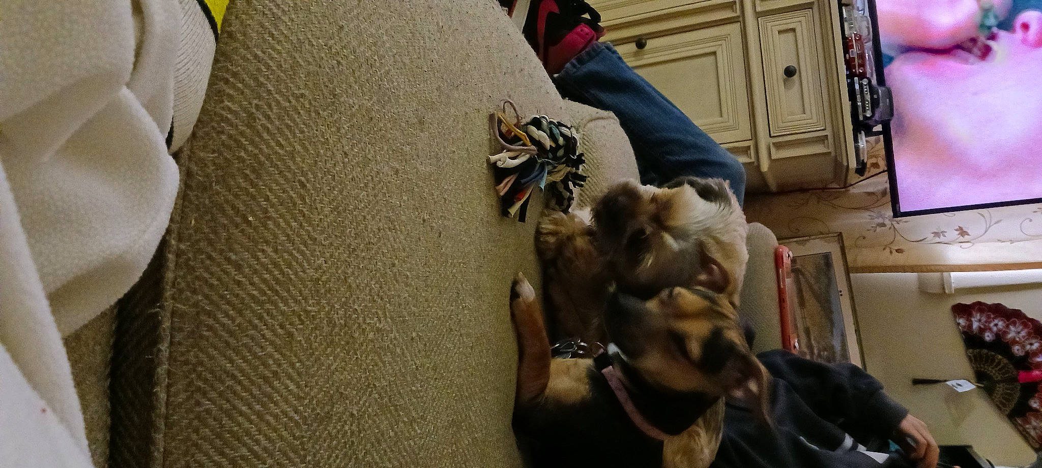 Homer .jay.matlock joined the competition — help win amazing prizes! cabinetry, canidae, carnivore, claw, comfort, companion_dog, dog, dog_breed, fawn, felidae, flooring, fur, hardwood, human_leg, paw, small_to_medium_sized_cats, sporting_group, toy_dog, wood, working_animal