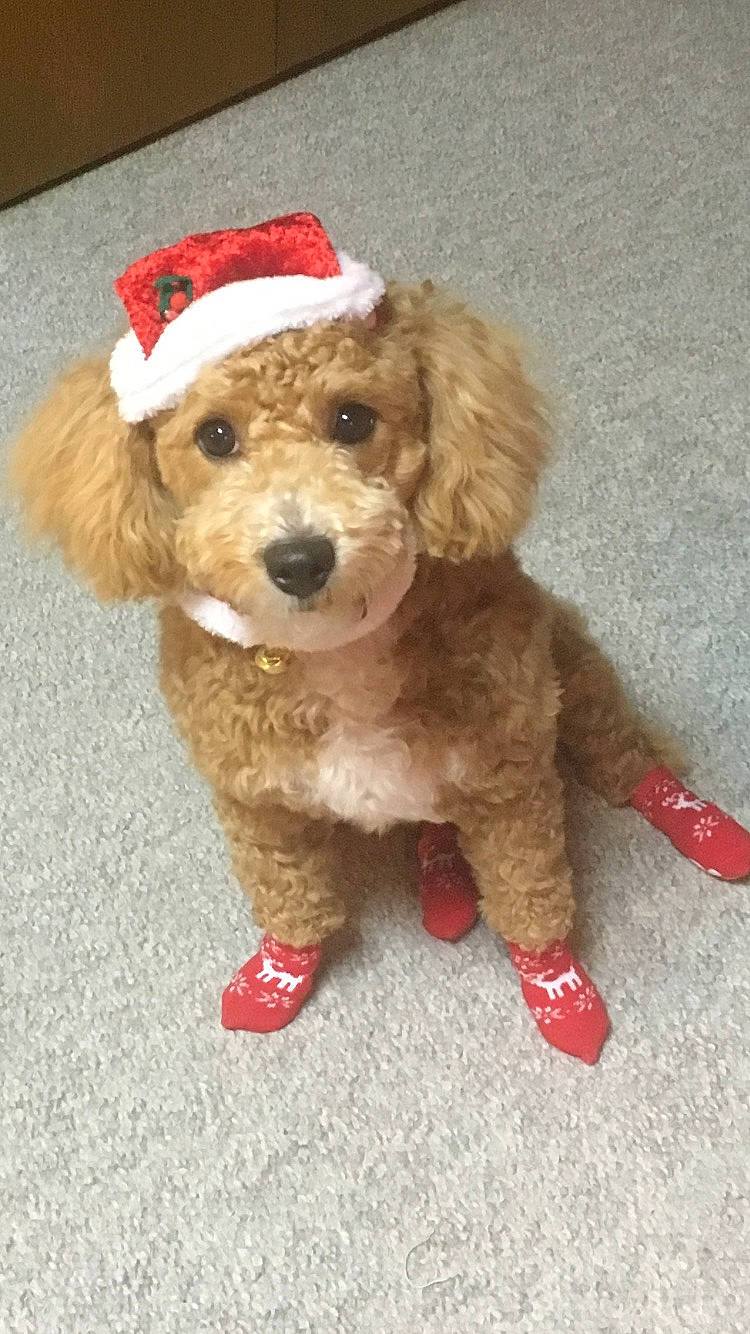 Finnigan is registered to the contest to win money with this photo: canidae, carnivore, companion_dog, dog, dog_breed, dog_clothes, dog_collar, dog_supply, fur, labradoodle, liver, maltepoo, non_sporting_group, small_terrier, snout, sporting_group, terrier, toy, toy_dog, working_animal