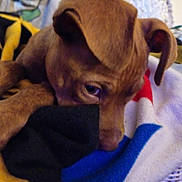 Diveious joined the competition — help win amazing prizes! puppy, dog, brown, close_up, blanket, cozy, resting, ear, snuggling, soft, indoor, curious, cute, young, animal, pet, furry, warm, lying_down, sleepy