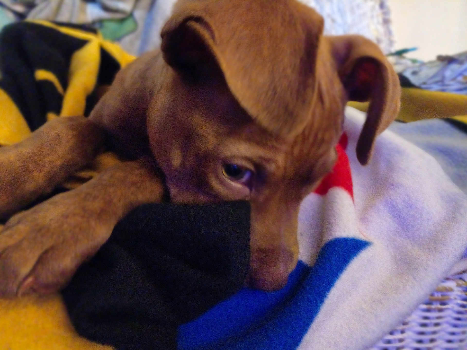 Diveious joined the competition — help win amazing prizes! puppy, dog, brown, close_up, blanket, cozy, resting, ear, snuggling, soft, indoor, curious, cute, young, animal, pet, furry, warm, lying_down, sleepy