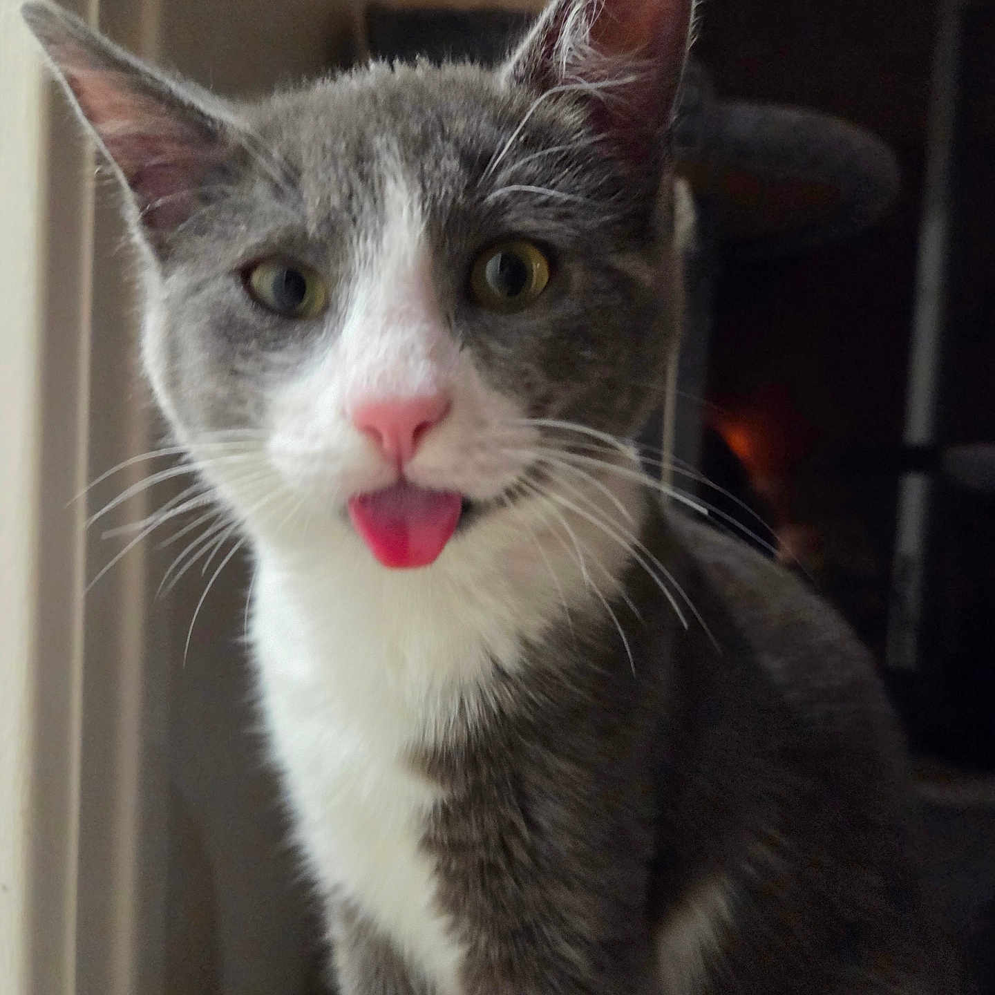 Gingembre a rejoint le concours — aidez-le/la à gagner de superbes lots ! animal, cat, close_up, curious, cute, domestic_cat, ears, feline, funny_expression, fur, gray_cat, indoor, pet, playful, portrait, sitting, tongue_out, whiskers, white_cat, window