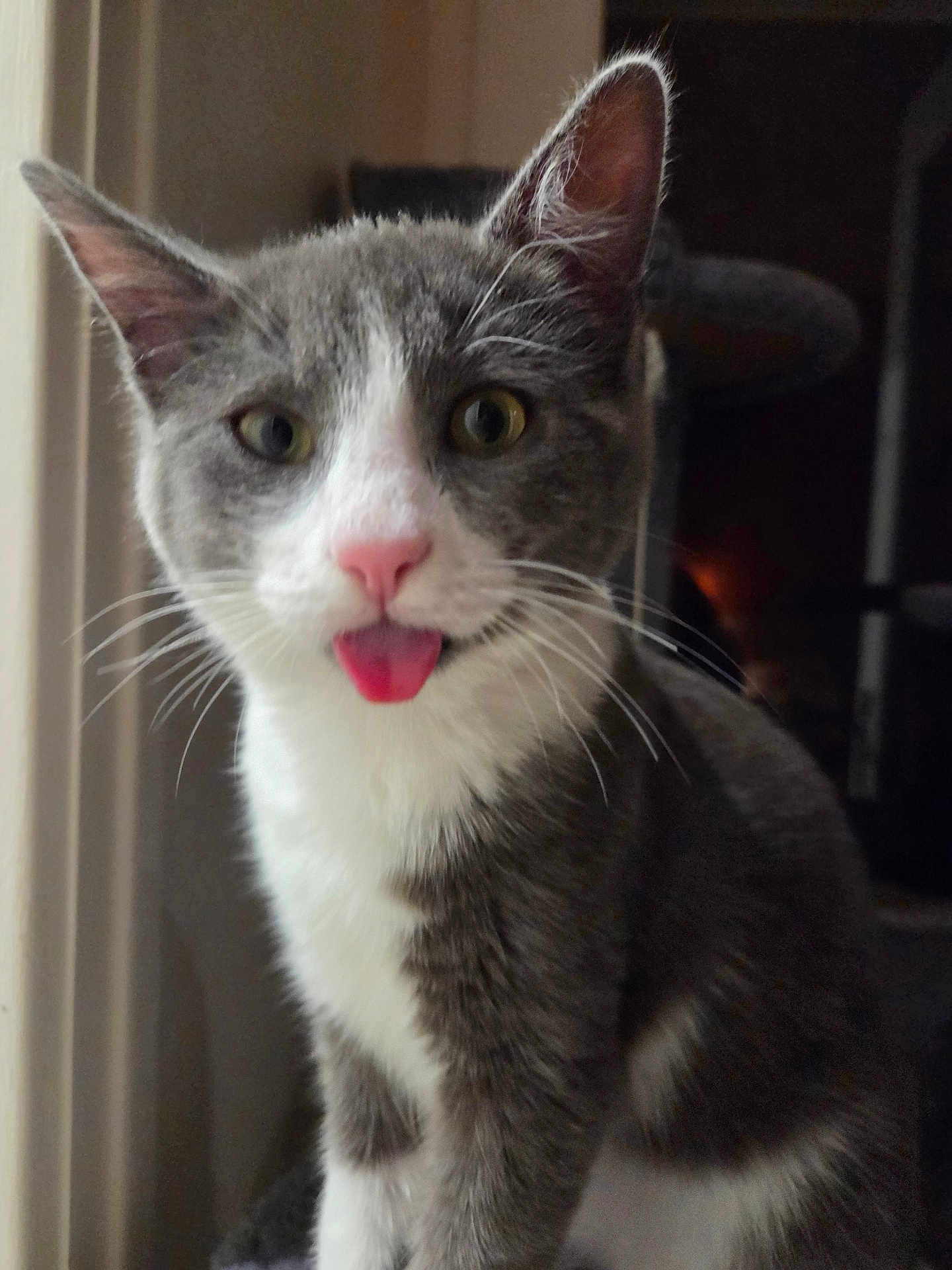 Gingembre a rejoint le concours — aidez-le/la à gagner de superbes lots ! animal, cat, close_up, curious, cute, domestic_cat, ears, feline, funny_expression, fur, gray_cat, indoor, pet, playful, portrait, sitting, tongue_out, whiskers, white_cat, window