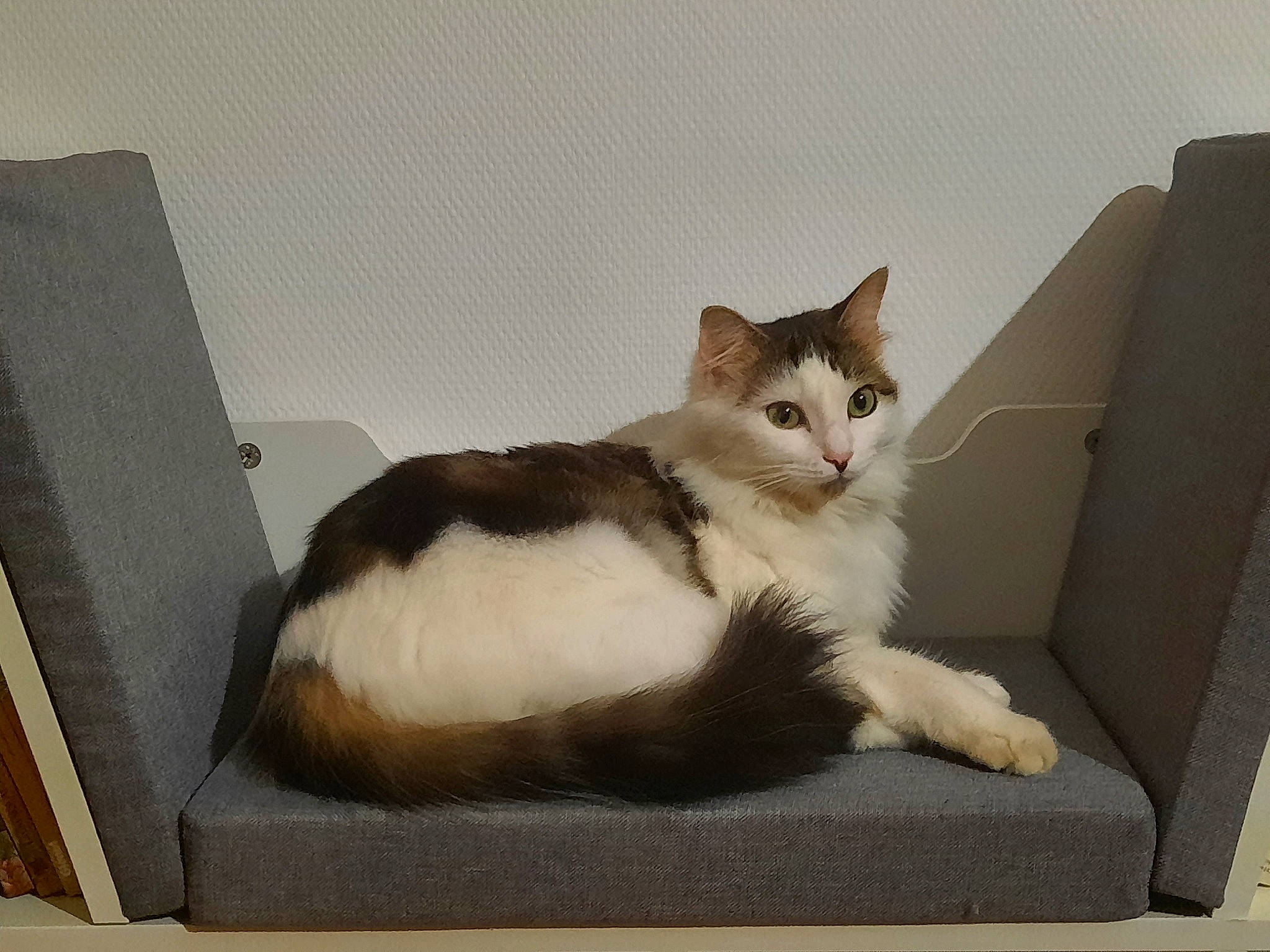 Macha a rejoint le concours — aidez-le/la à gagner de superbes lots ! box, carnivore, cat, cat_supply, comfort, domestic_short_haired_cat, felidae, fur, grey, paper_product, paw, pet_supply, rectangle, room, small_to_medium_sized_cats, snout, tail, whiskers, window, wood