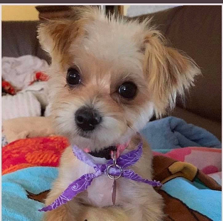 Lucy joined the competition — help win amazing prizes! bolonka, canidae, carnivore, chinese_imperial_dog, companion_dog, dog, dog_breed, maltepoo, maltese, mammal, morkie, puppy, puppy_love, rare_breed_dog, schnoodle, shih_tzu, toy_dog, vertebrate, yorkipoo, yorkshire_terrier