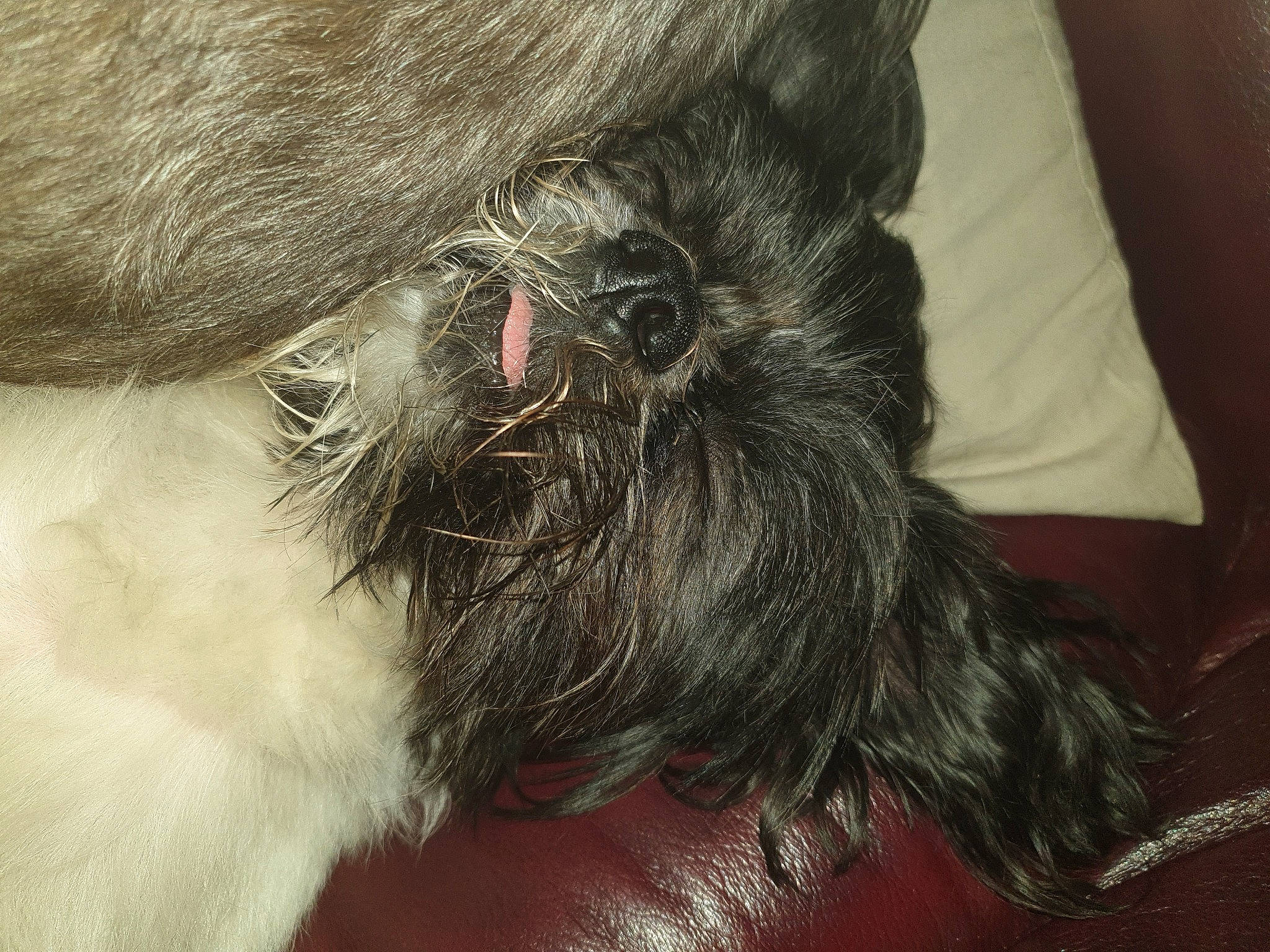 Nouky participe au concours pour gagner de l'argent avec cette photo : affenpinscher, canidae, carnivore, dog, dog_breed, ear, fur, griffon_bruxellois, miniature_schnauzer, neck, puppy, schnoodle, shih_tzu, snout, sporting_group, tail, toy_dog, whiskers