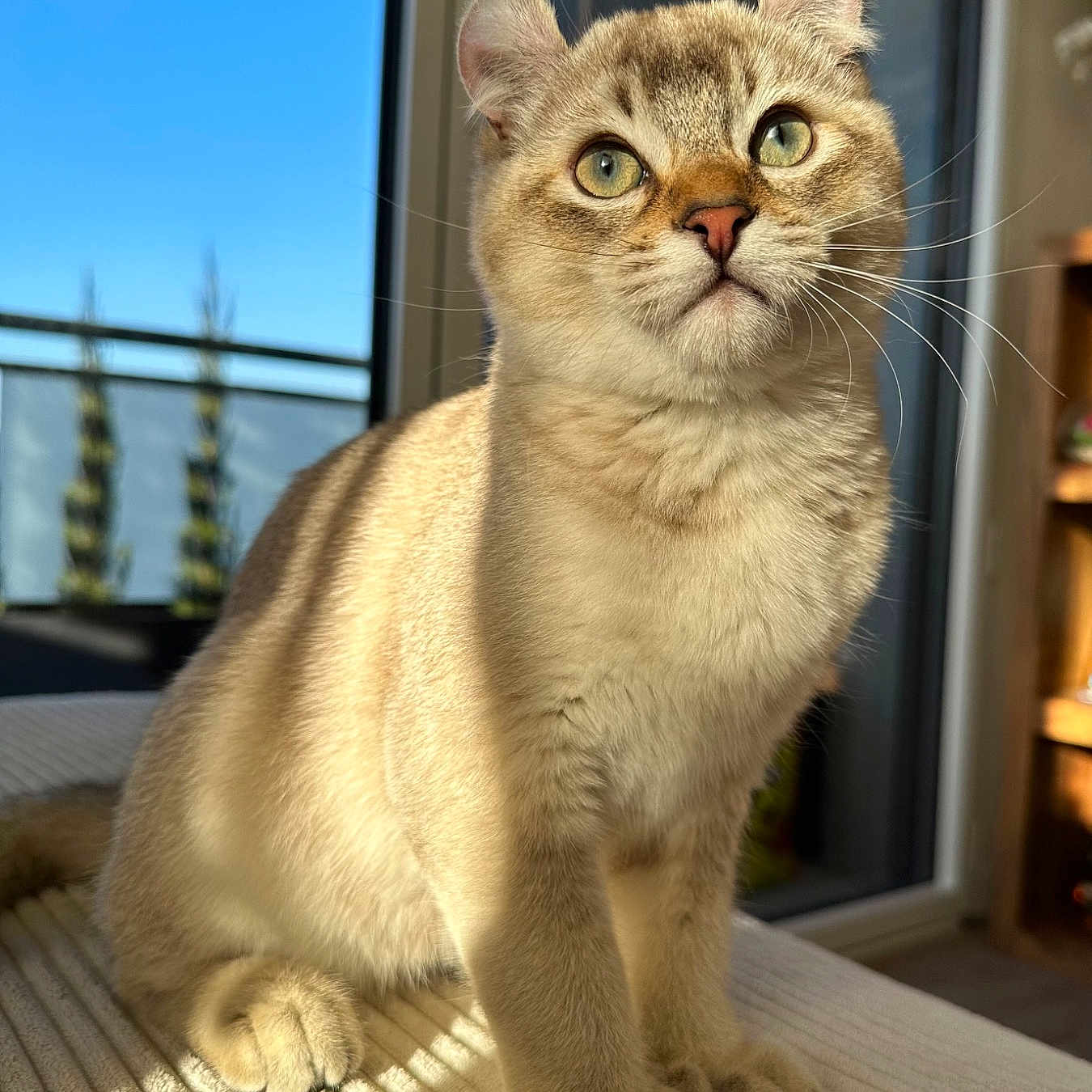 Kovu