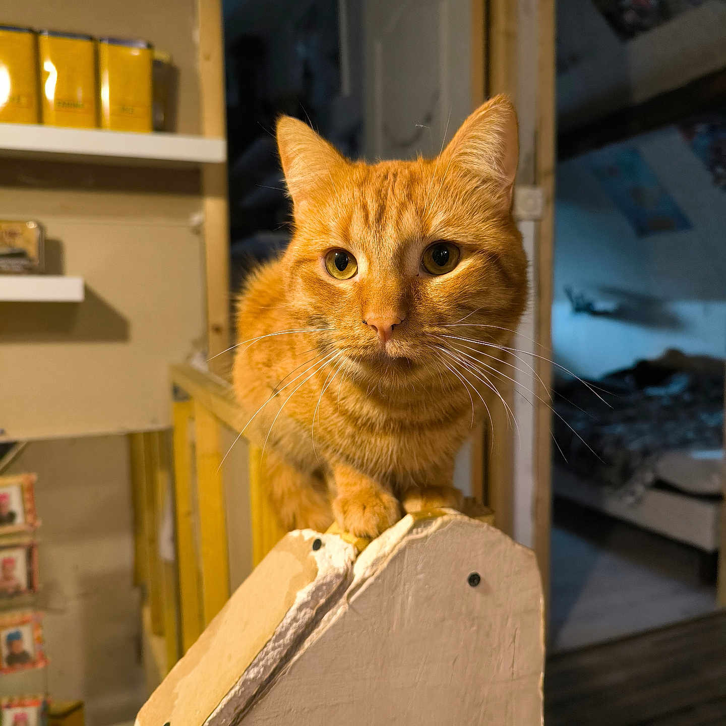Garfield