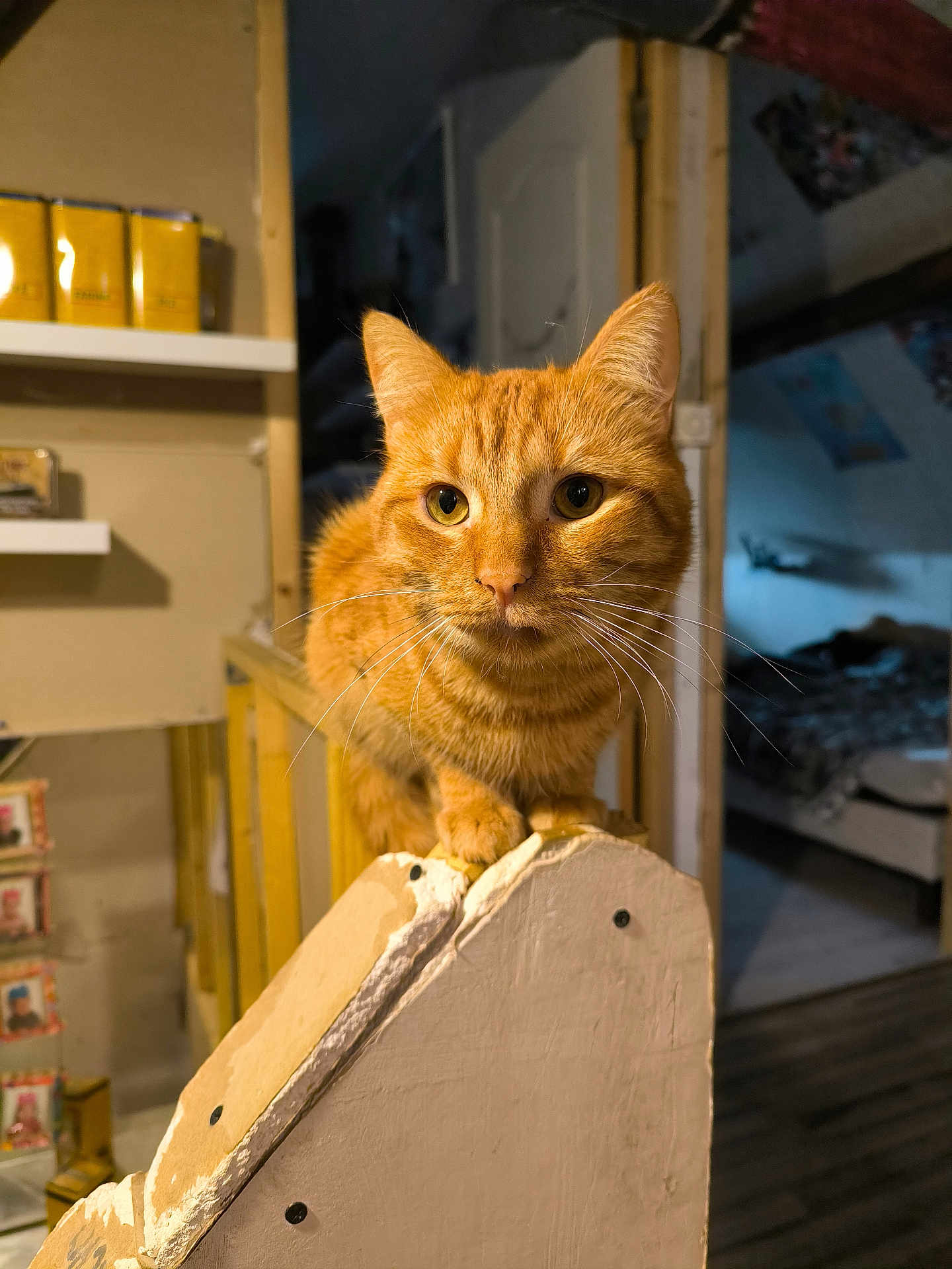 Garfield
