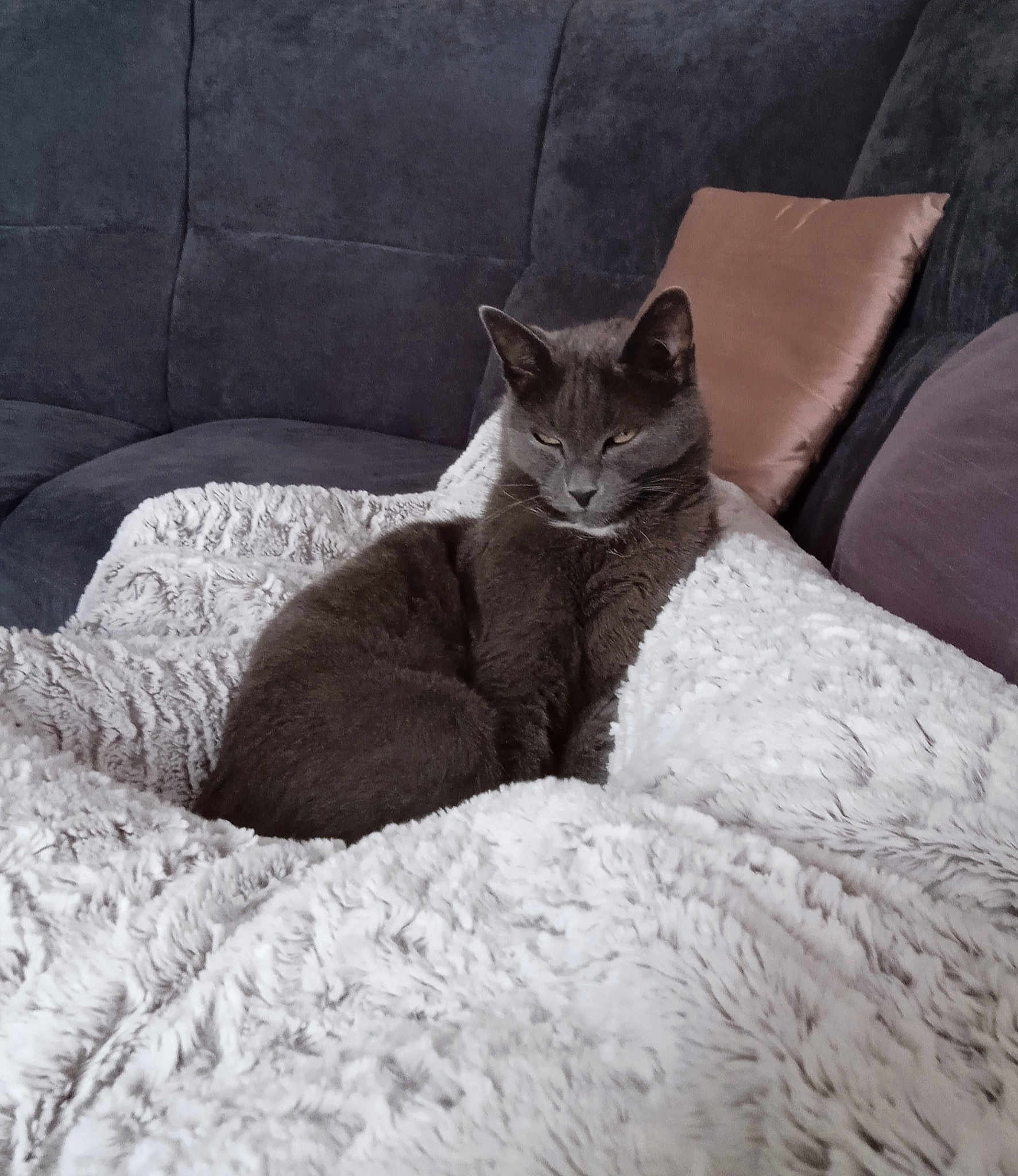 Nala