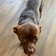 Aïko a rejoint le concours — aidez-le/la à gagner de superbes lots ! dog, brown_dog, wooden_floor, pet, animal, curious, walking, indoor, canine, small_dog, fur, eyes, ears, snout, flooring, domestic_animal, close_up, looking_up, paw, young_dog