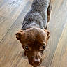 animal, brown_dog, canine, close_up, curious, dog, domestic_animal, ears, eyes, flooring, fur, indoor, looking_up, paw, pet, small_dog, snout, walking, wooden_floor, young_dog