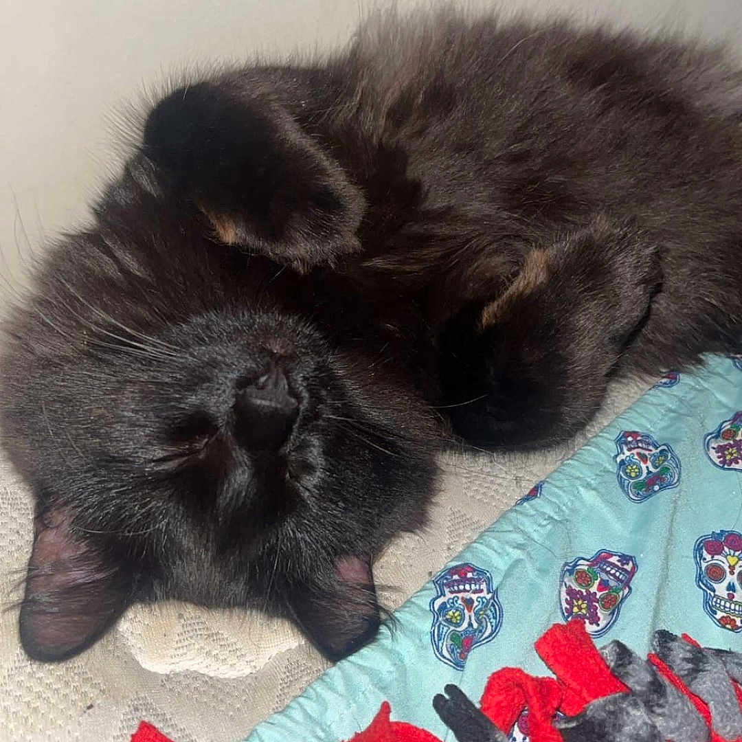 Viper is registered to the contest to win money with this photo: animal, black_cat, blanket, cat, closeup, cozy, cuddling, fluffy, fur, indoor, kitten, nap, peaceful, pet, portrait, red_blanket, resting, sleeping, sleepy, upside_down