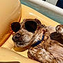 Poutounouche a rejoint le concours — aidez-le/la à gagner de superbes lots ! animal, blue_collar, brown_fur, canine, closeup, dog, inflatable, outdoor, paw, pet, pool, reclining, relaxing, shade, snout, summer, sunglasses, sunny, water, wet
