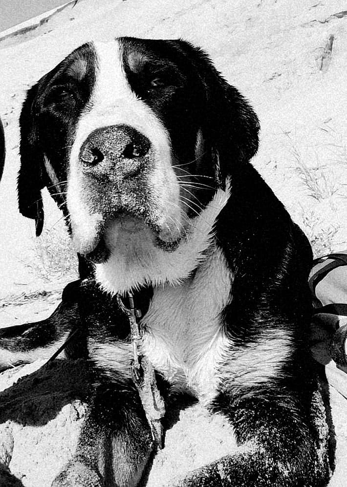 Néo participe au concours pour gagner de l'argent avec cette photo : art, black, black_and_white, bored, canidae, carnivore, companion_dog, dog, dog_breed, fur, giant_dog_breed, monochrome, monochrome_photography, snout, sporting_group, stock_photography, style, terrestrial_animal, working_animal, working_dog