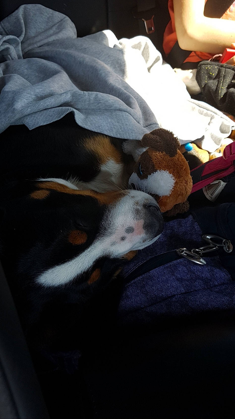 Néo a rejoint le concours — aidez-le/la à gagner de superbes lots ! bed_sheet, carmine, comfort, companion_dog, dog, dog_breed, fur, grey, hat, human_leg, linens, nap, pattern, paw, room