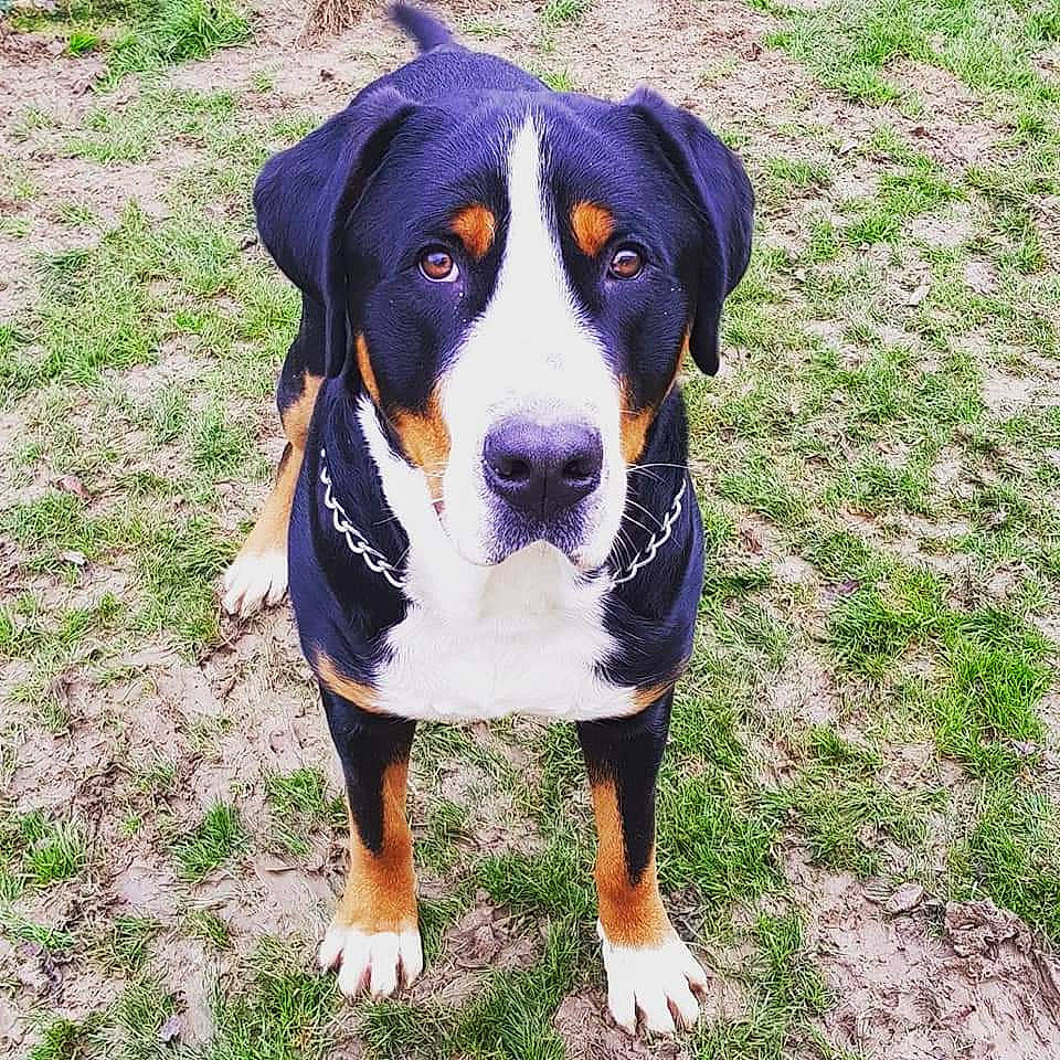 Néo a rejoint le concours — aidez-le/la à gagner de superbes lots ! canidae, carnivore, companion_dog, dog, dog_breed, grass, guard_dog, hound, hunting_dog, paw, plant, puppy, scent_hound, snout, sporting_group, working_animal, working_dog