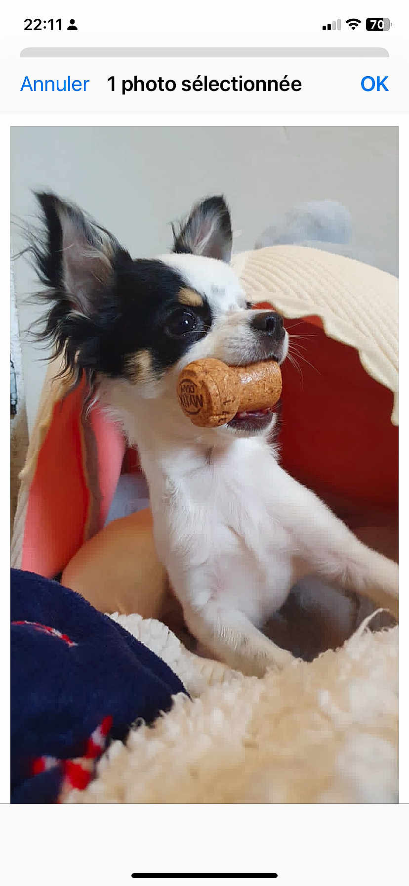 Urus a rejoint le concours — aidez-le/la à gagner de superbes lots ! dog, small_dog, chihuahua, pet, playing, cork, mouth, blanket, bed, cozy, indoor, fur, ears, curious, alert, animal, cute, companion, home, resting
