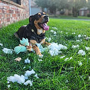 Pluto joined the competition — help win amazing prizes! animal, brick_wall, canine, chewed_toy, daytime, dog, fur, grass, greenery, happy, lawn, nature, outdoor, pet, playful, plush_toy, smiling, sunlight, tongue_out, toy