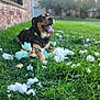 animal, brick_wall, canine, chewed_toy, daytime, dog, fur, grass, greenery, happy, lawn, nature, outdoor, pet, playful, plush_toy, smiling, sunlight, tongue_out, toy