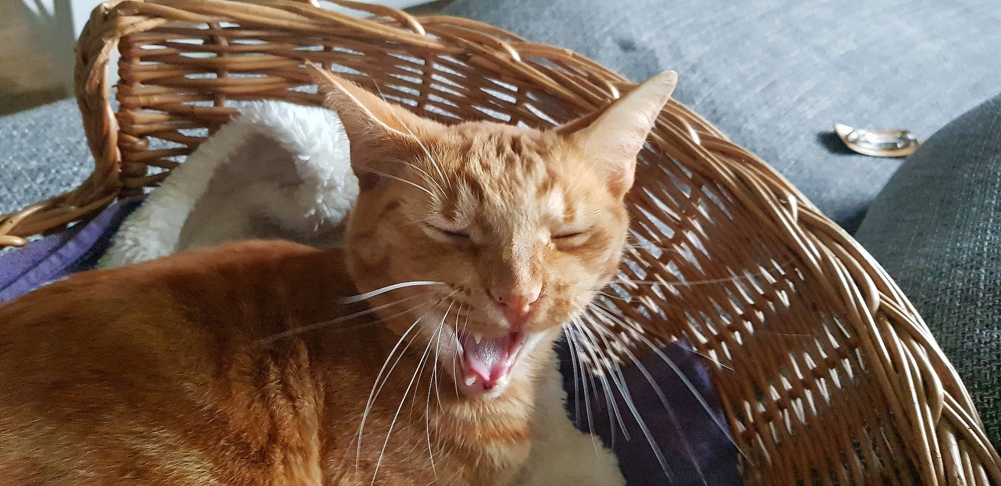 Yuzu a rejoint le concours — aidez-le/la à gagner de superbes lots ! carnivore, cat, cat_supply, claw, close_up, domestic_short_haired_cat, eye, fawn, felidae, fur, grass, musical_instrument, small_to_medium_sized_cats, snout, tail, terrestrial_animal, whiskers, wildlife, window, wood