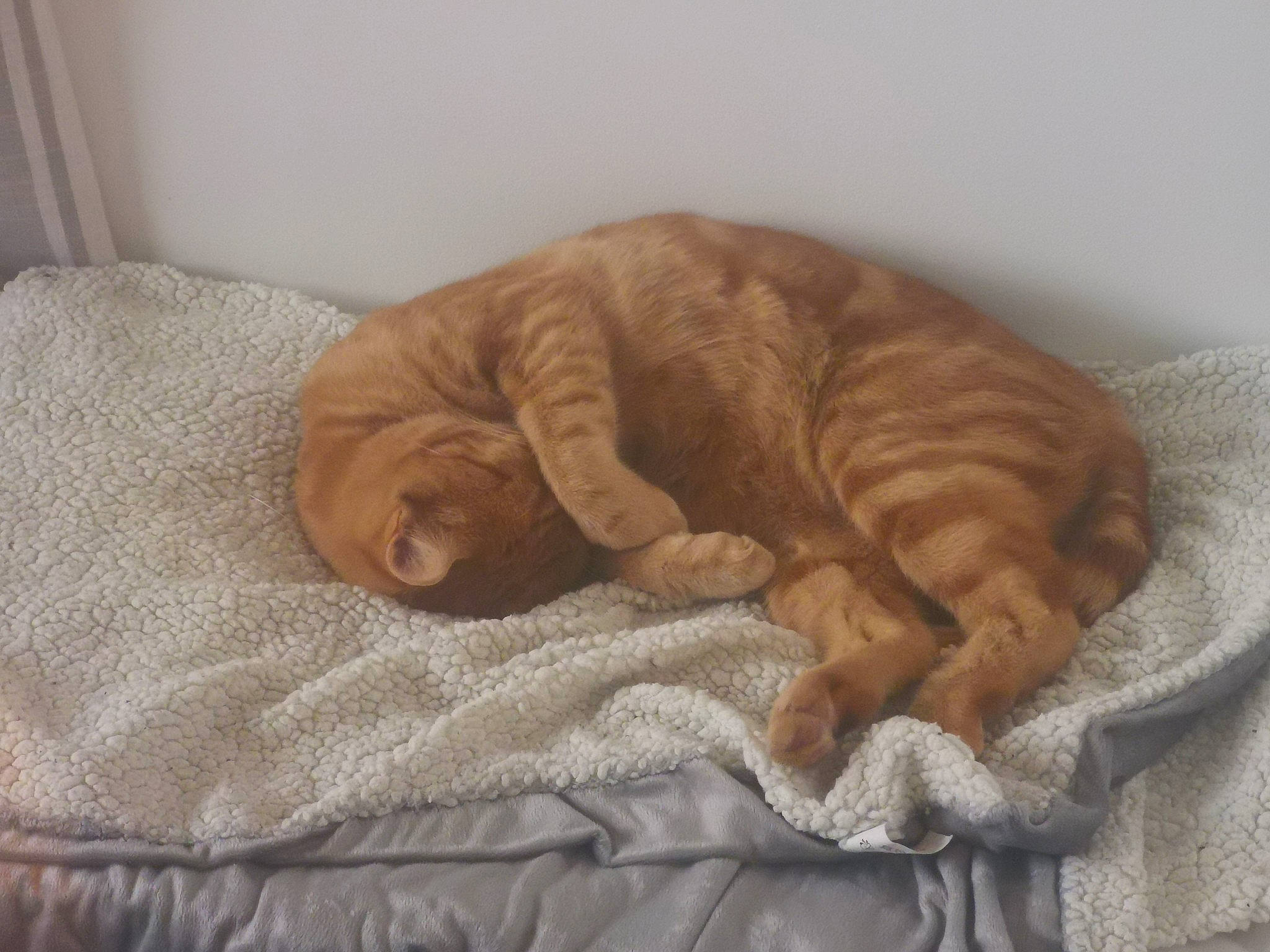 Yuzu a rejoint le concours — aidez-le/la à gagner de superbes lots ! bed, bedding, bedtime, carnivore, cat, cat_supply, comfort, domestic_short_haired_cat, fawn, felidae, fur, linens, liver, nap, paw, pet_supply, small_to_medium_sized_cats, tail, whiskers, wood