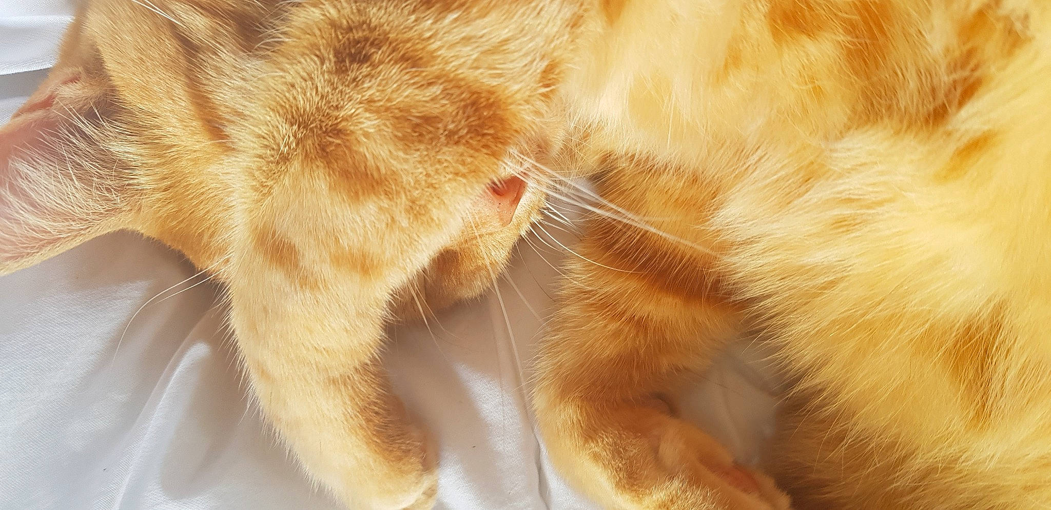 Yuzu a rejoint le concours — aidez-le/la à gagner de superbes lots ! canidae, carnivore, cat, claw, close_up, dog_breed, domestic_short_haired_cat, fawn, felidae, foot, fur, gesture, human_leg, leg, paw, small_to_medium_sized_cats, snout, sporting_group, tail, whiskers