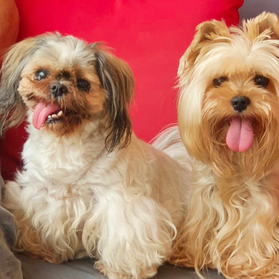 Eden Et Emir a rejoint le concours — aidez-le/la à gagner de superbes lots ! animal, companion, couch, cute, cute_animals, dog, domestic, fluffy, friendship, fur, happy, indoor, pet, playful, portrait, red_pillow, sitting, small_dog, tongue_out, two_dogs