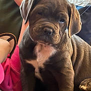 Dancer is registered to the contest to win money with this photo: blanket, brown_fur, close_up, couch, cute, dog, floppy_ears, game_controller, home, indoor, natural_light, person, pet, pink_clothing, portrait, puppy, serious_expression, short_snout, sitting, wrinkled_face