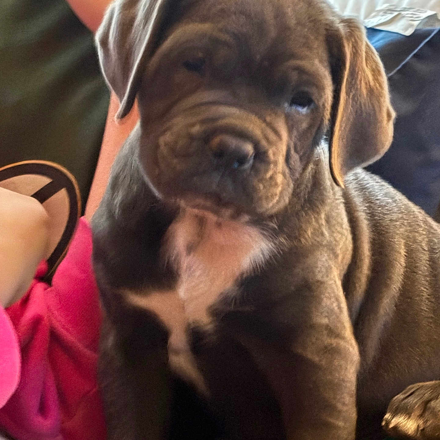 Dancer is registered to the contest to win money with this photo: blanket, brown_fur, close_up, couch, cute, dog, floppy_ears, game_controller, home, indoor, natural_light, person, pet, pink_clothing, portrait, puppy, serious_expression, short_snout, sitting, wrinkled_face