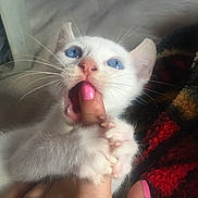 Peak joined the competition — help win amazing prizes! animal, bite, blanket, blue_eyes, cat, close_up, cozy, cute, finger, fur, hand, indoor, kitten, nail_polish, paw, pet, pink_nails, playful, whiskers, white_cat