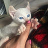 Peak joined the competition — help win amazing prizes! animal, blue_eyes, bonding, cat, close_up, cozy, cute, domestic_cat, finger, hand, indoor, kitten, knitted_blanket, paw, pet, pink_nail_polish, playful, soft_fur, white_fur, young