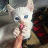 Peak is registered to the contest to win money with this photo: adorable, animal, blanket, blue_eyes, claw, closeup, cozy, cute, finger, fur, hand, indoor, kitten, nail_polish, paw, pet, playful, small, whiskers, white_cat