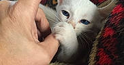 Peak is registered to the contest to win money with this photo: animal, blanket, blue_eyes, cat, comfort, cozy, cute, domestic_cat, finger, furry, hand, indoor, kitten, nibble, pet, red_blanket, small_animal, snuggling, soft, white_cat