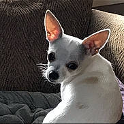 Kilo is registered to the contest to win money with this photo: alert, animal, companion, couch, cozy, cute, dog, domestic_animal, ears, fur, household, indoor, looking_back, pet, portrait, relaxing, sitting, small_dog, texture, white_dog