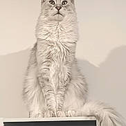 Gus a rejoint le concours — aidez-le/la à gagner de superbes lots ! cat, fluffy, sitting, long_fur, tail, shelf, indoor, pet, animal, gray, white, portrait, feline, domestic_cat, whiskers, ears, paws, quiet, still, watchful